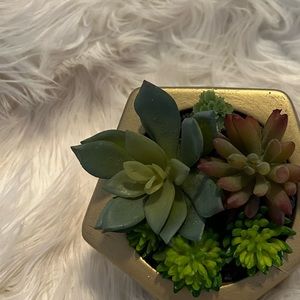 Pretty accent succulent